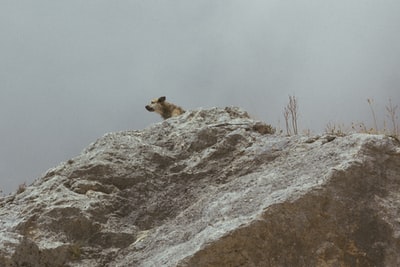 棕色的狗在灰色的岩石在白天
